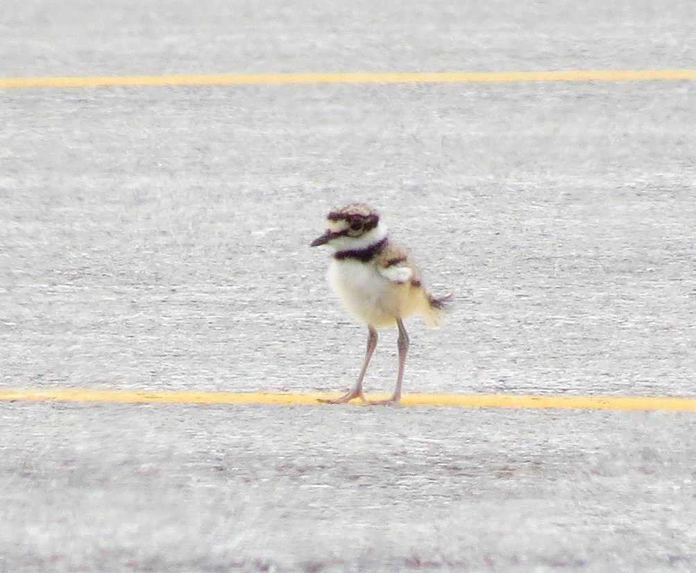 Killdeer chick (Killfawn) Saratoga Airport, Saratoga, NY Flickr