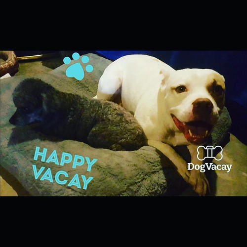 dogvaycay liberationintruth dog boarding dogboarding … Flickr