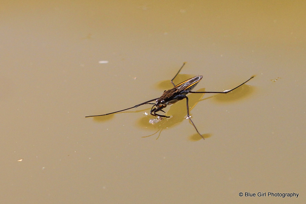 Pond Skater Suzy Shipman Flickr