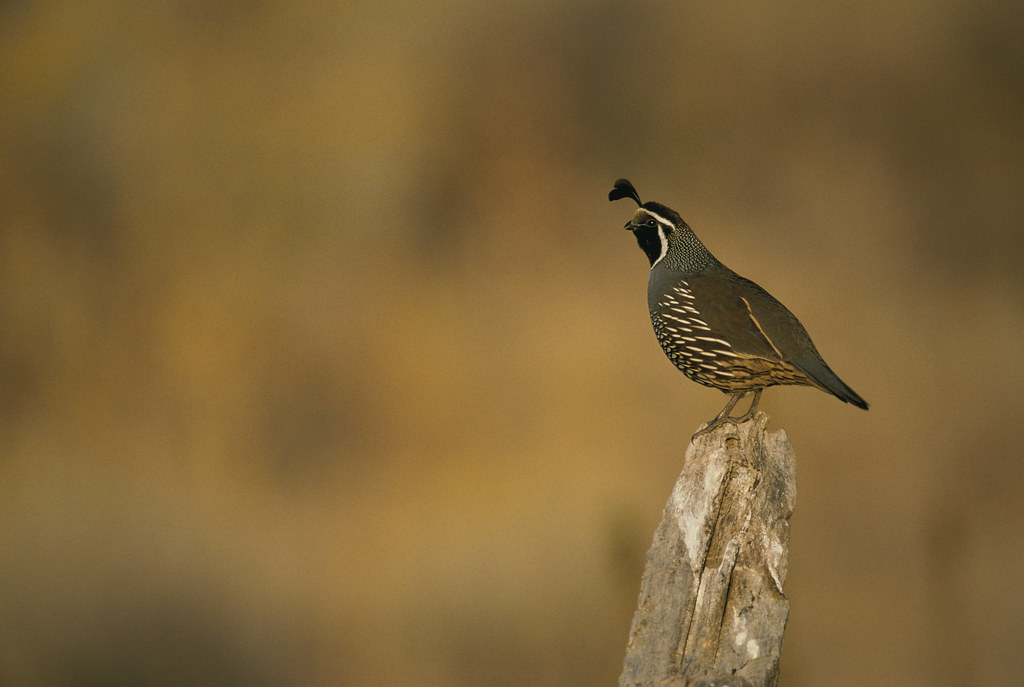 California Quail California quail standing in profile on f… Flickr