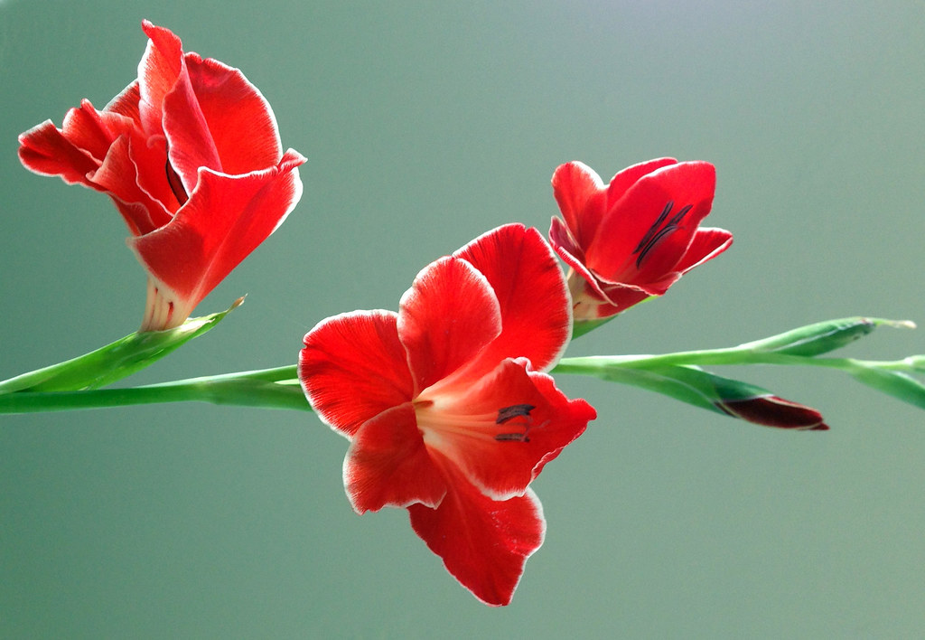 Gladiolus Every year my gladiolus waits for the summer, bu… Flickr
