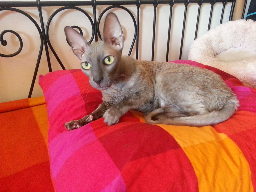 Hoover in Los Angeles Hoover is a rescued Cornish Rex up f… Flickr