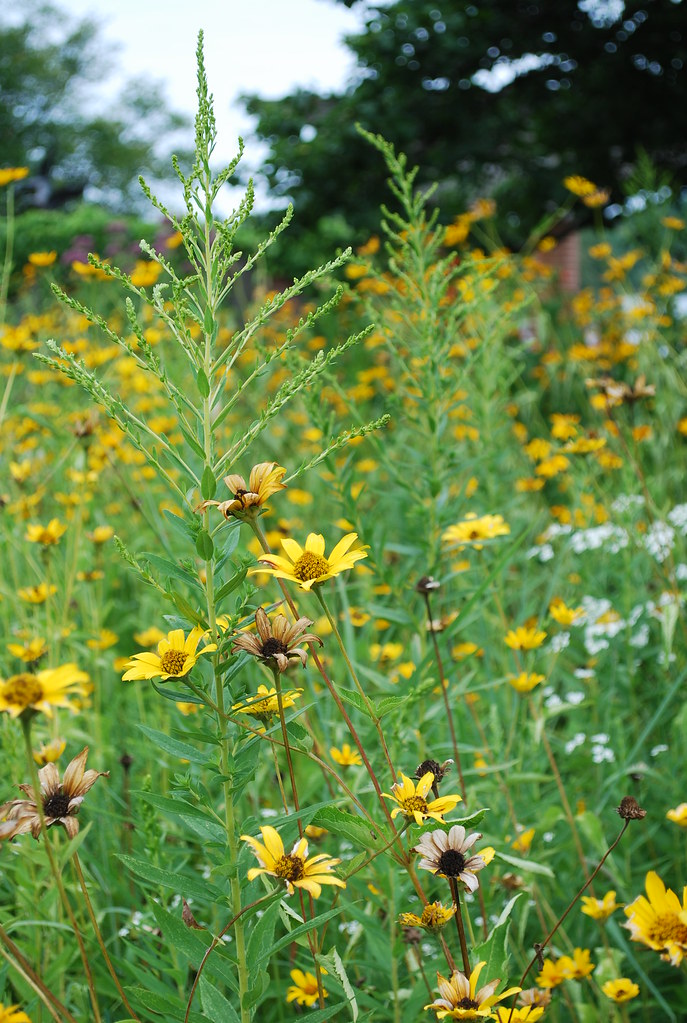Native Plants Chicago Botanic Garden zenia Flickr