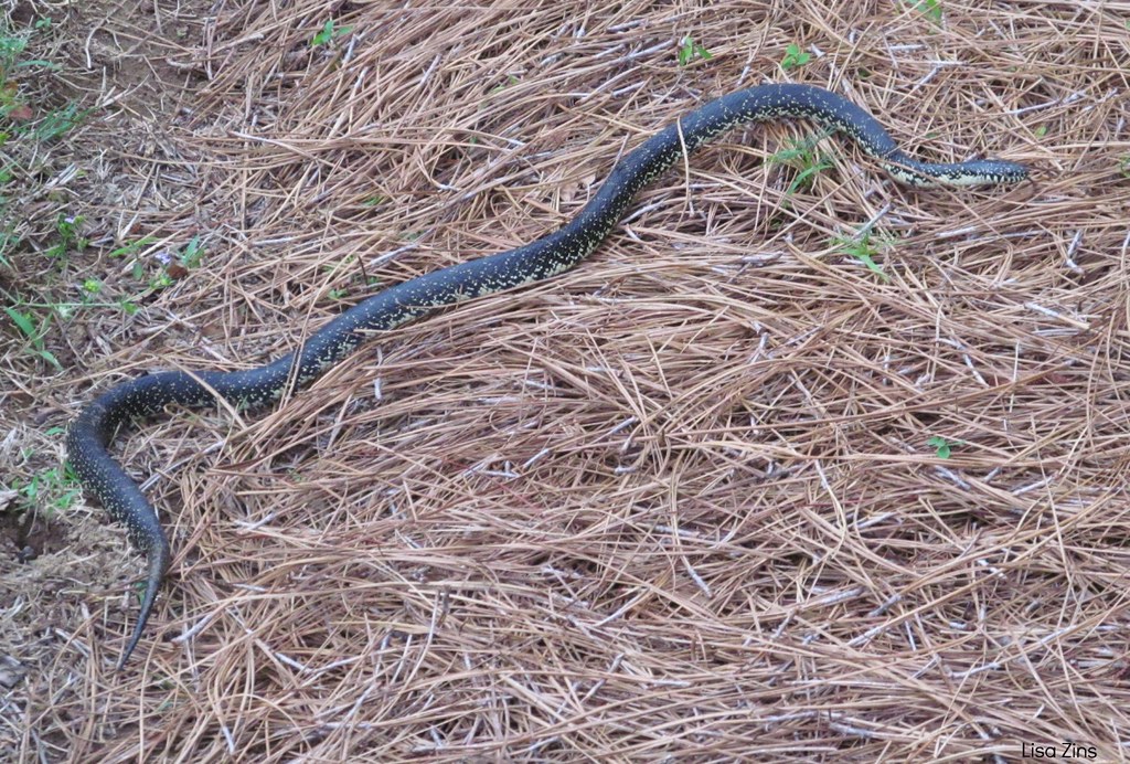 Common Eastern Black Kingsnake Im not sure but I think thi… Flickr