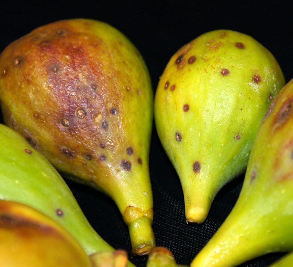 Fig rust, fruit symptoms Pathogen Cerotelium fici (fungus… Flickr