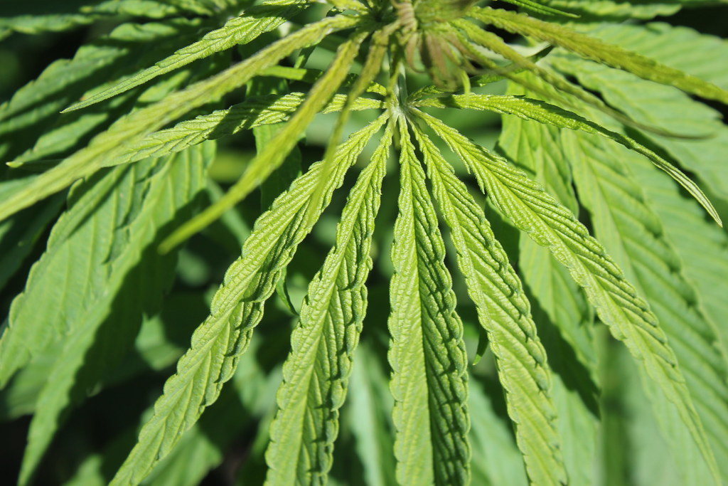 Industrial Hemp Marcia O'Connor Flickr