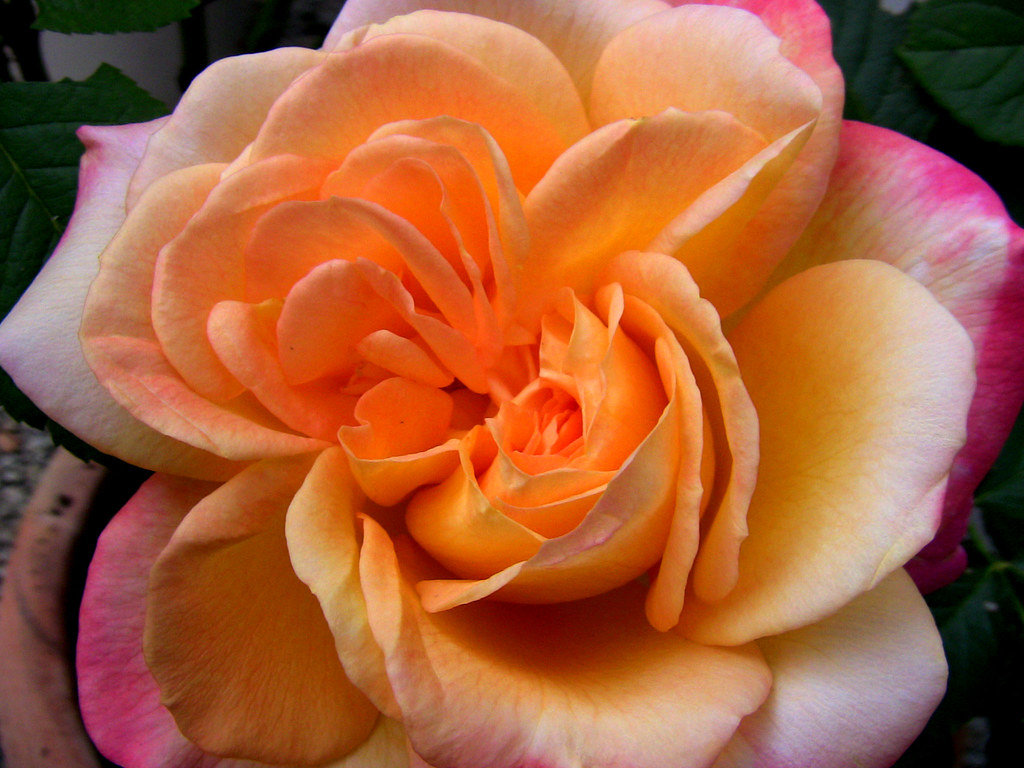 Roses in my garden , 6876/2416 roba66 Flickr