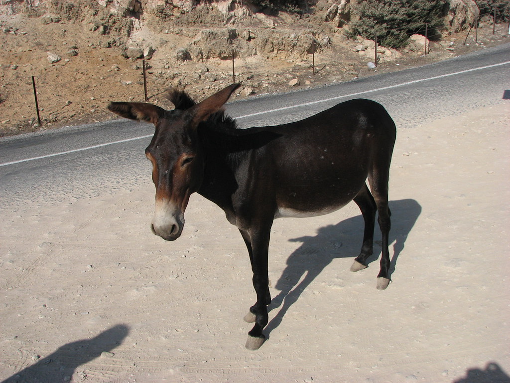 Donkey Karpass Peninsula is home to wild donkeys, known as… Flickr