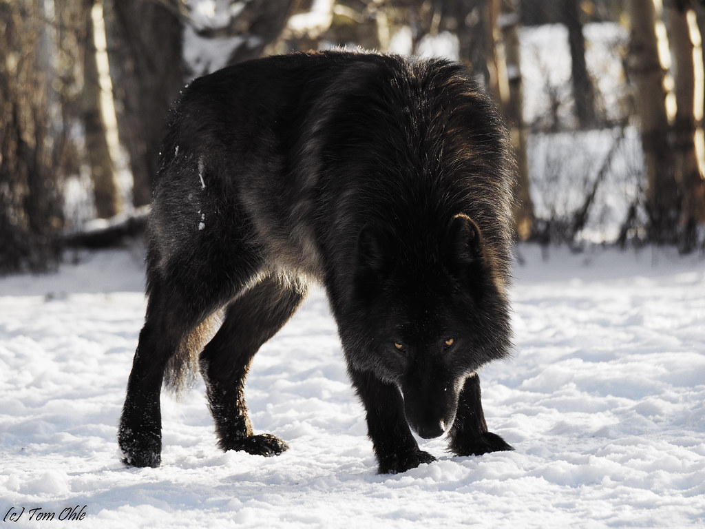 Black Wolf Dog