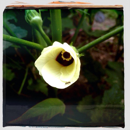 Okra Flower with ant Karl Gruenewald Flickr