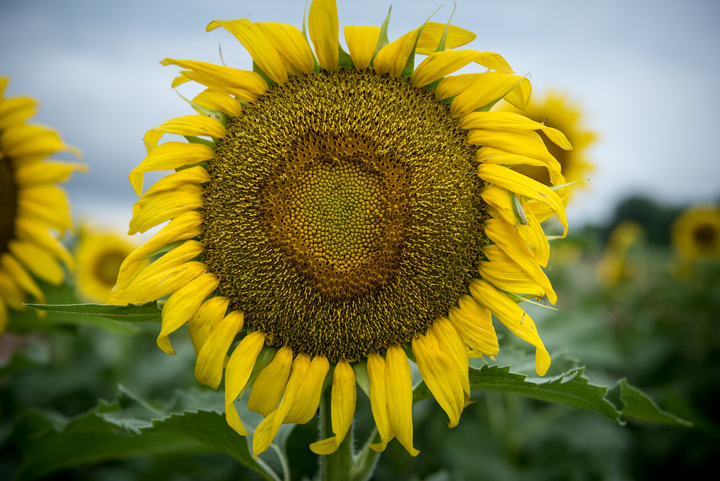 Mulberry Sunflowers Flickr