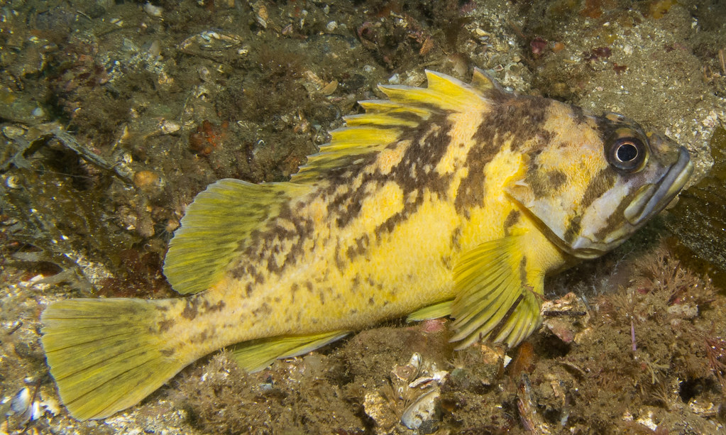 Rockfish Northern California Rainbow Diver's Channel Islan… Flickr
