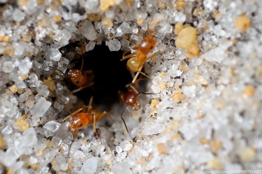 Into the Light ants emerge Some Florida ants coming up ou… Flickr
