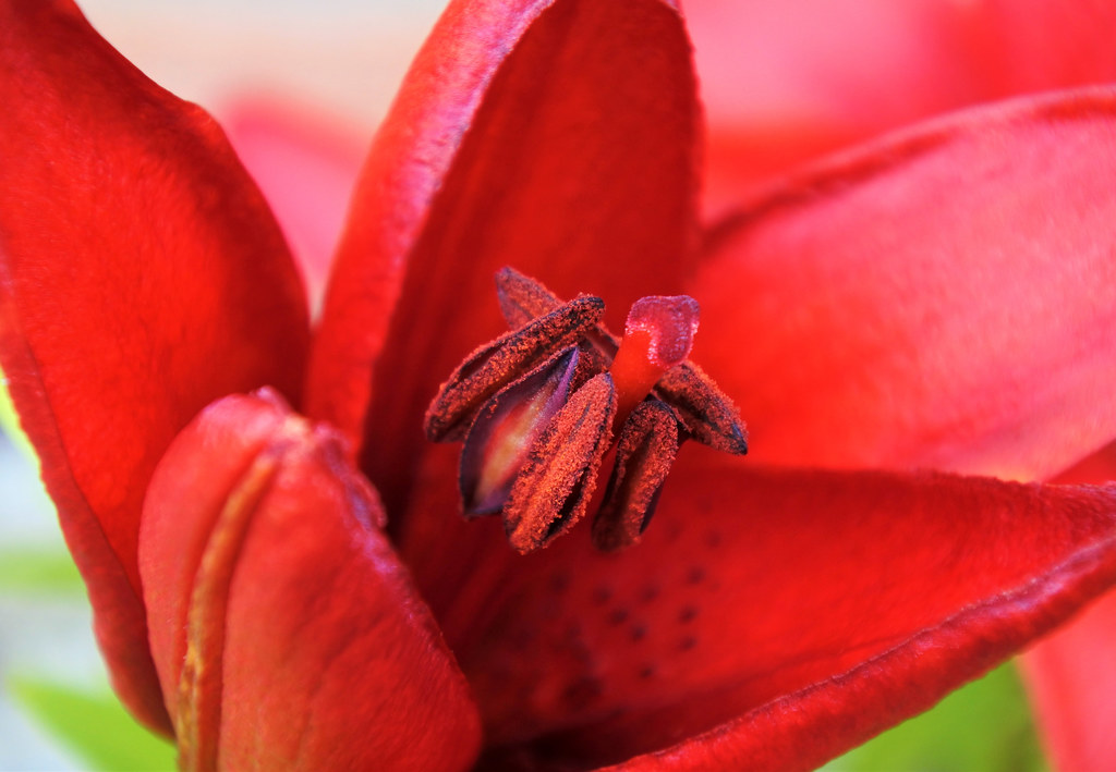 Red Lily In the garden; very photogenic. It's No Game Flickr