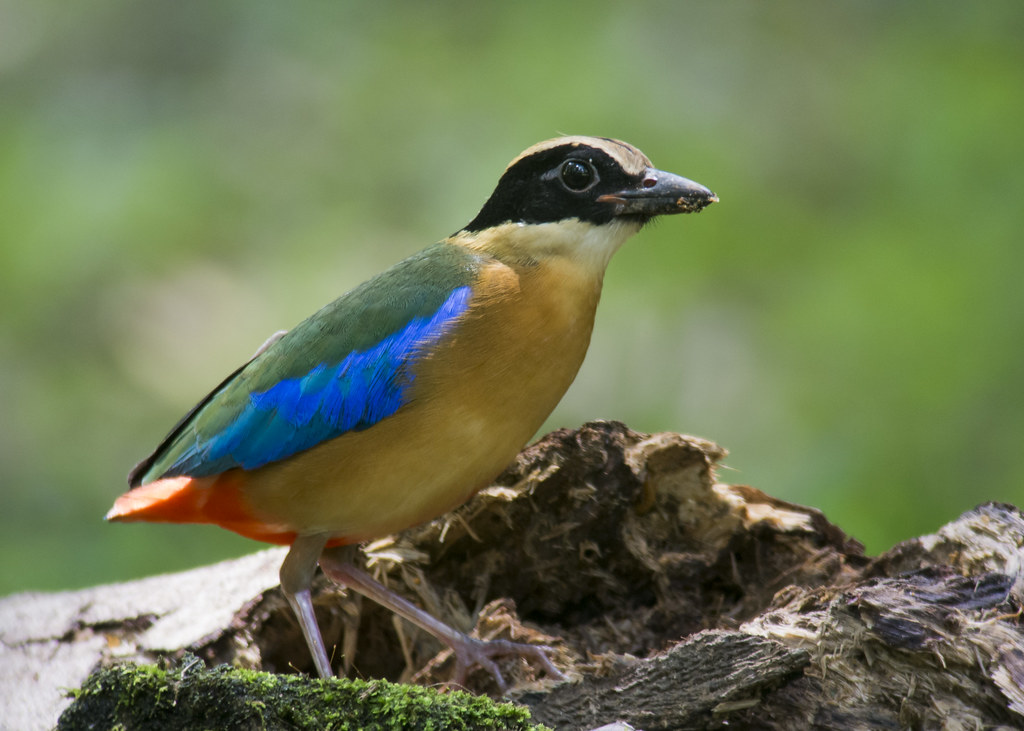 Bluewinged Pitta Subadult former Bidadari Cemetery See Toh Yew