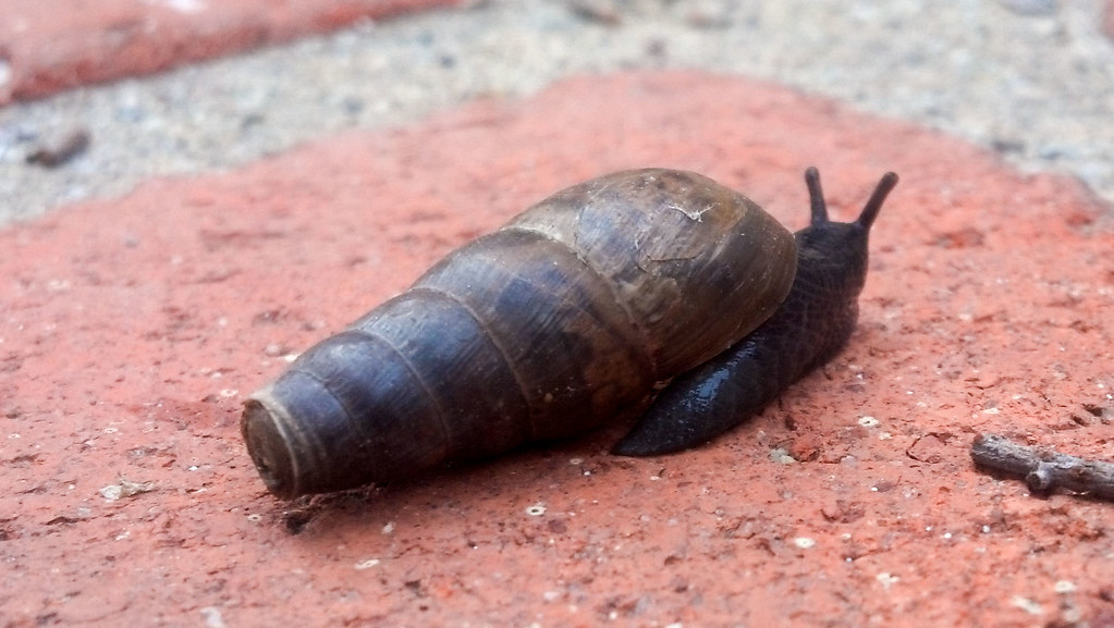 Decollate Snail San Diego County, California, US BJ Stacey Flickr