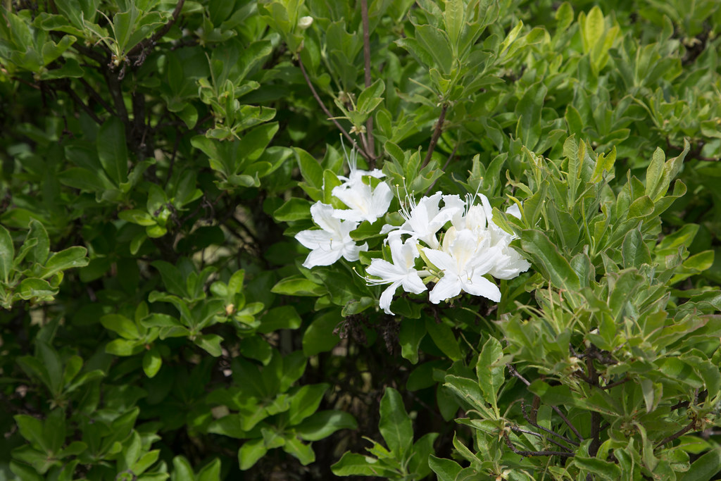 Red's Rhodies Oregon Native Rhododendrons 石南花 Return t… Flickr