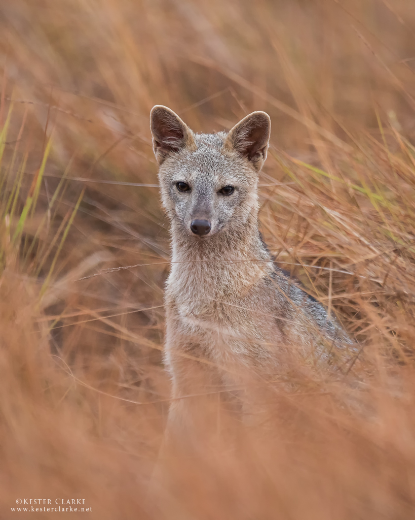 Crabeating Fox aka Savannah Fox Karasabai Road, Guyana. Flickr