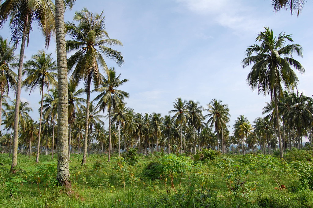 Land of Coconut Trees Regency of Pangandaran is top suppli… Flickr