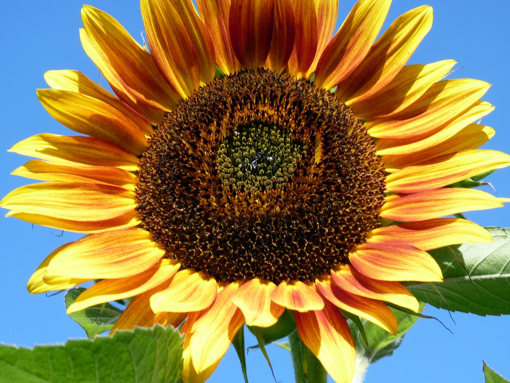 Castiadas (Ca) Sunflower (Helianthus annuus) is an annual … Flickr