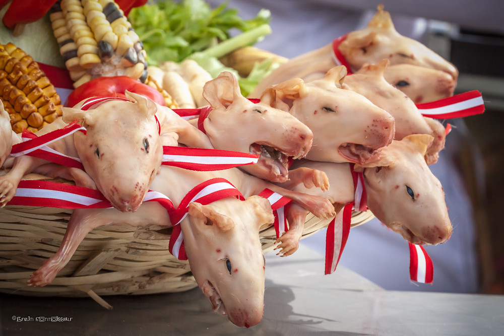 Cui, guinea pigs prepared for cooking In Peru the guinea p… Flickr