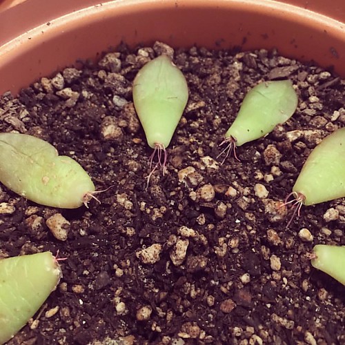 Succulent propagation update roots are getting longer ho