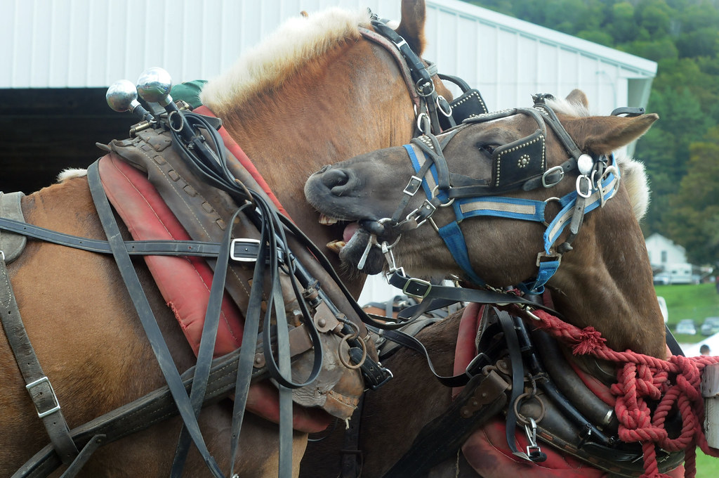 Tunbridge World's Fair Opening day at the 142nd Tunbridge … Flickr