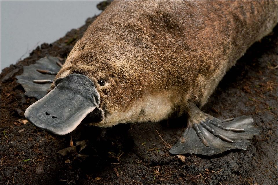 male platypus (Ornithorhynchus anatinus) This placidlooki… Flickr