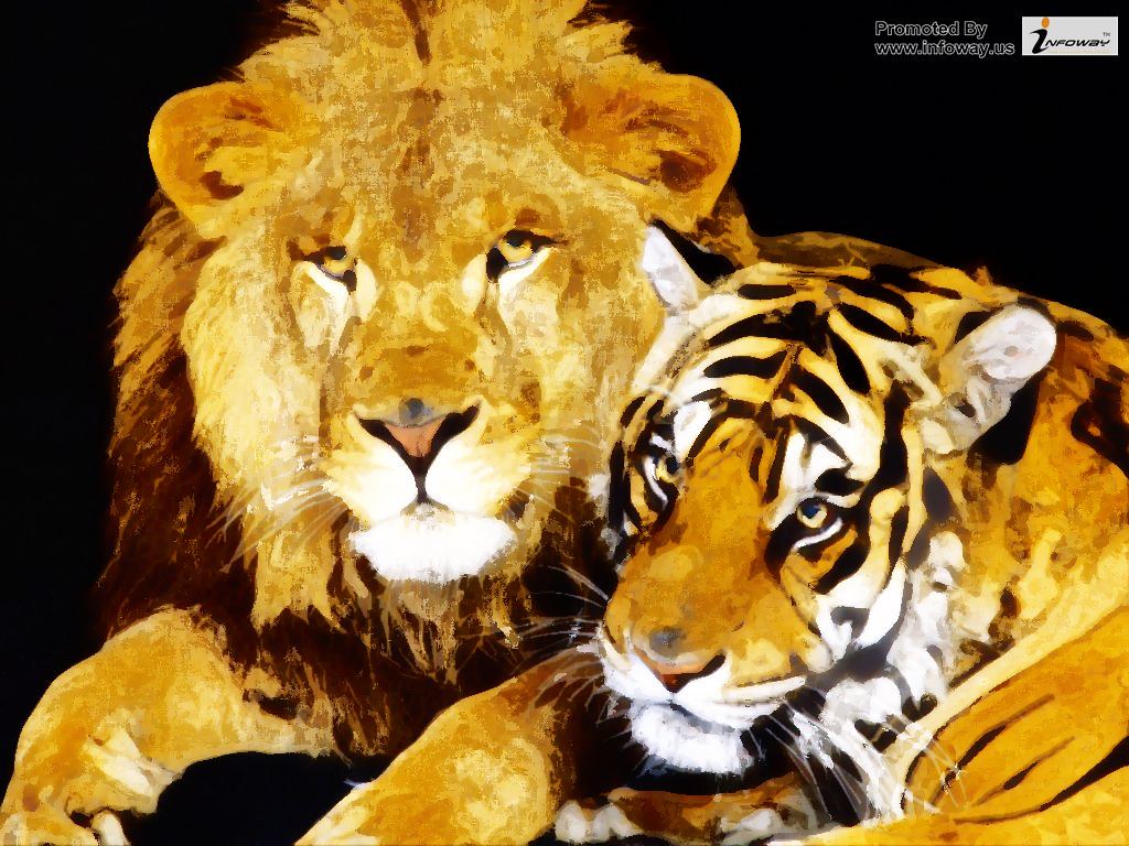 lion and tiger wallpaper lion and tiger wallpaper Flickr
