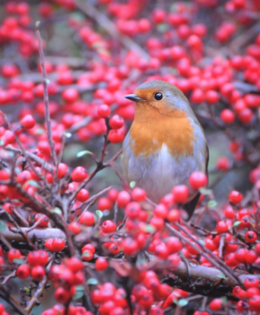 Red Robin Is a Robin red? SteveEbb Flickr