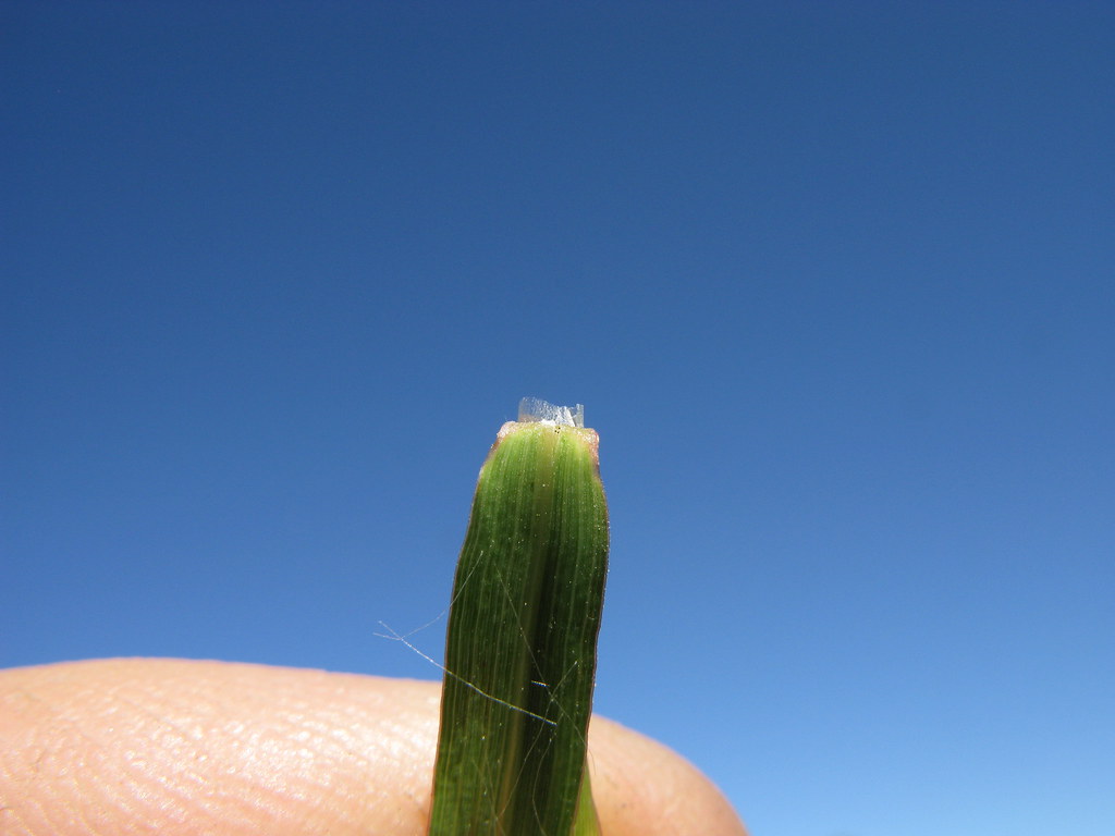 Eulalia aurea ligule2 NT Native, warmseason, perennial, d… Flickr