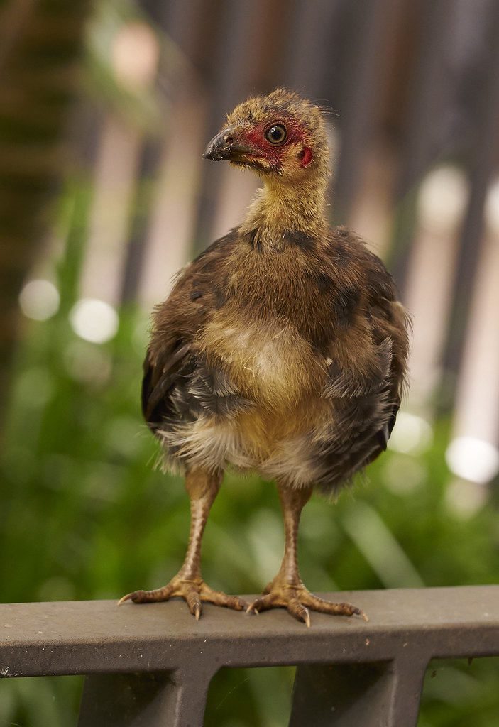 Baby Brush Turkey ? flacko man Flickr
