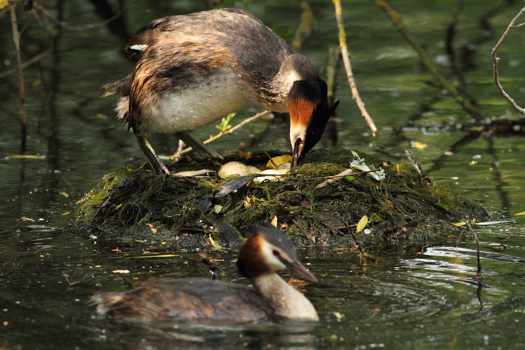 IMG_1323Two Grebes Nesting LVRP Fishers Green David Warren Flickr