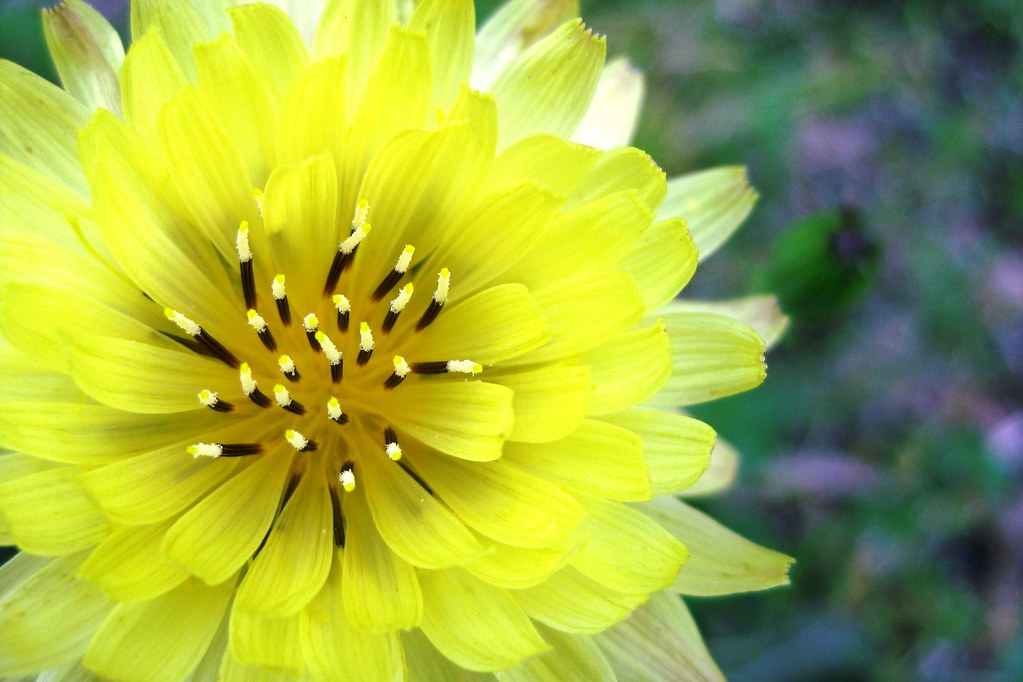 wildflowers and weeds Flickr