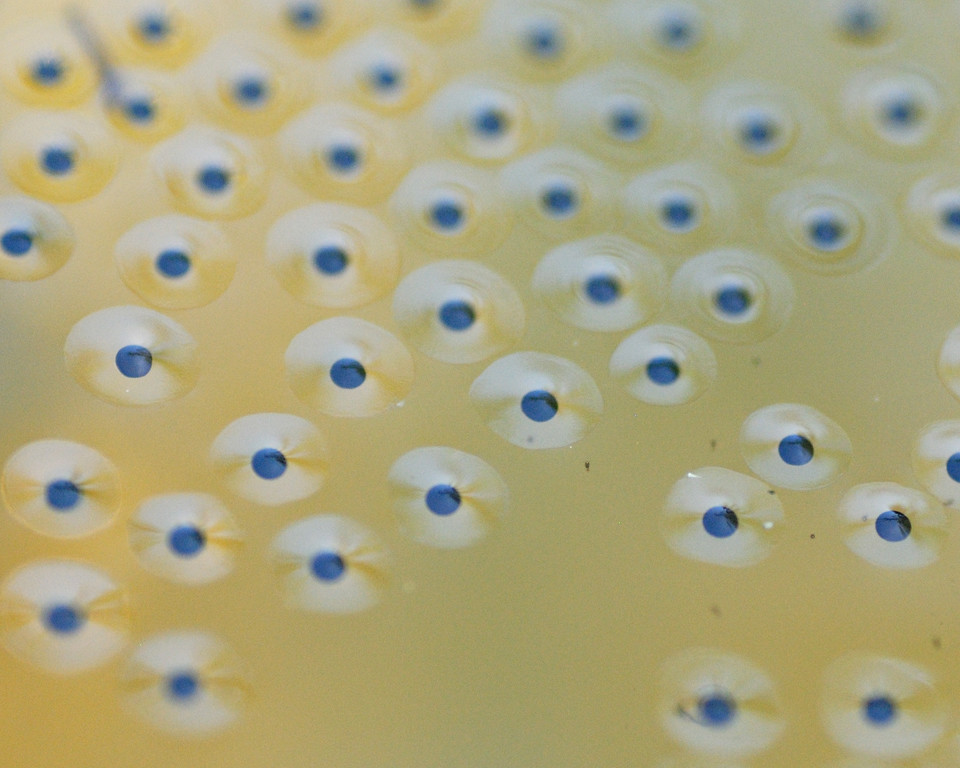 Frog Eggs to Tadpole my back yard Kathy Hicks Flickr