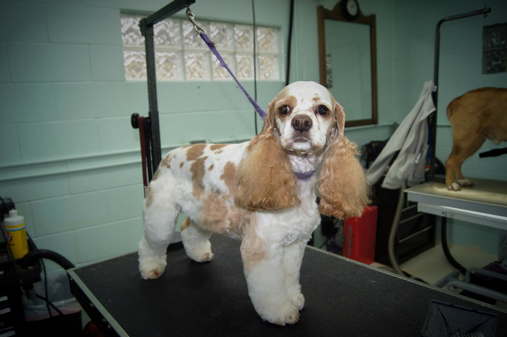 Patti's Pet perfection My grooming , my best friends !!! Flickr