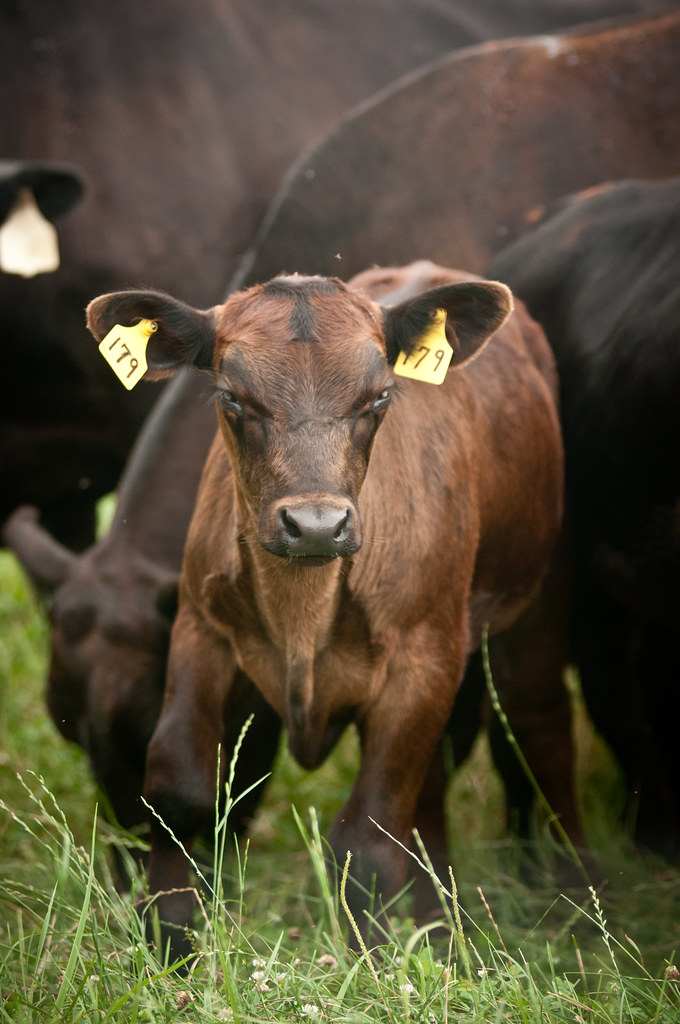 20130712AMSLSC0522 Black Angus cows and calves graze or… Flickr