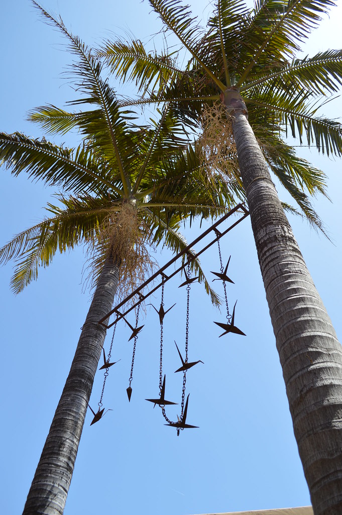037 Palm Trees in Ventura amber miller Flickr