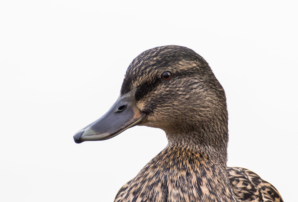 QUACK QUACK! A lone female duck. Simon Wood Flickr