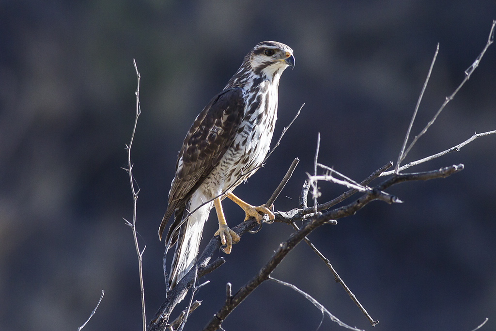 _92W7077 Juvenile Gray Hawk Juvenile Gray Hawk. Patagonia,… Flickr