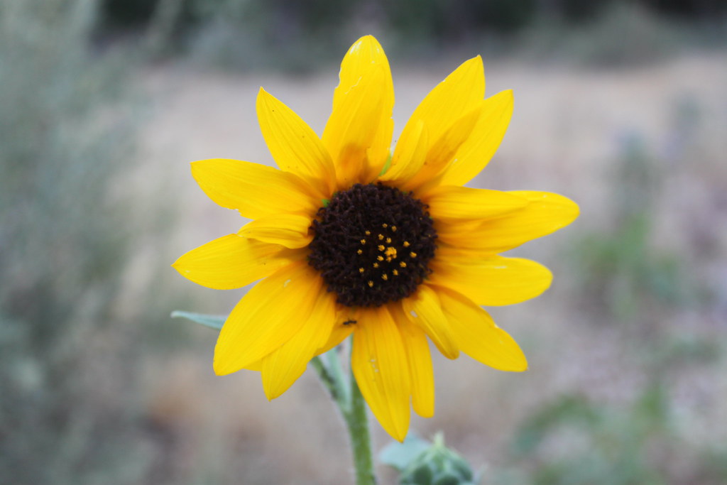 2602 Surge Huapaya Flickr