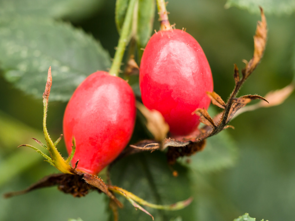 Rose hips In garden James Petts Flickr