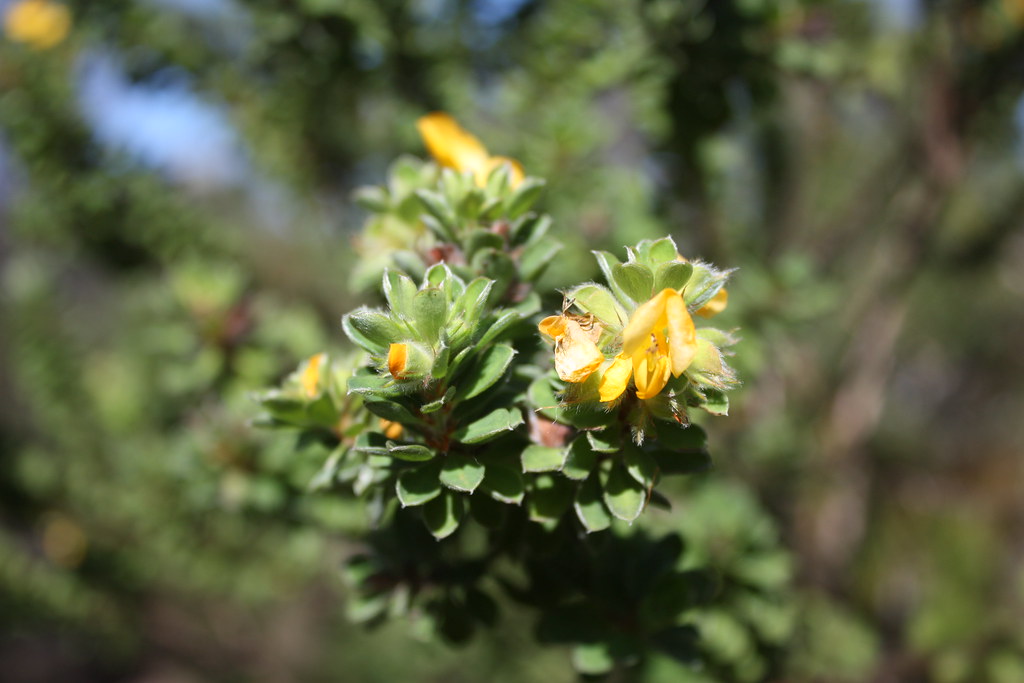 flowers I taken at the NSW's northern beaches ncfresmann Flickr