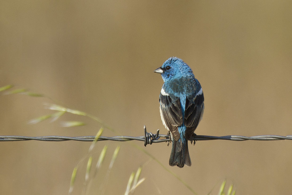 Lazuli Bunting Male Turri Rd., San Luis Obispo Co., CA marlin harms