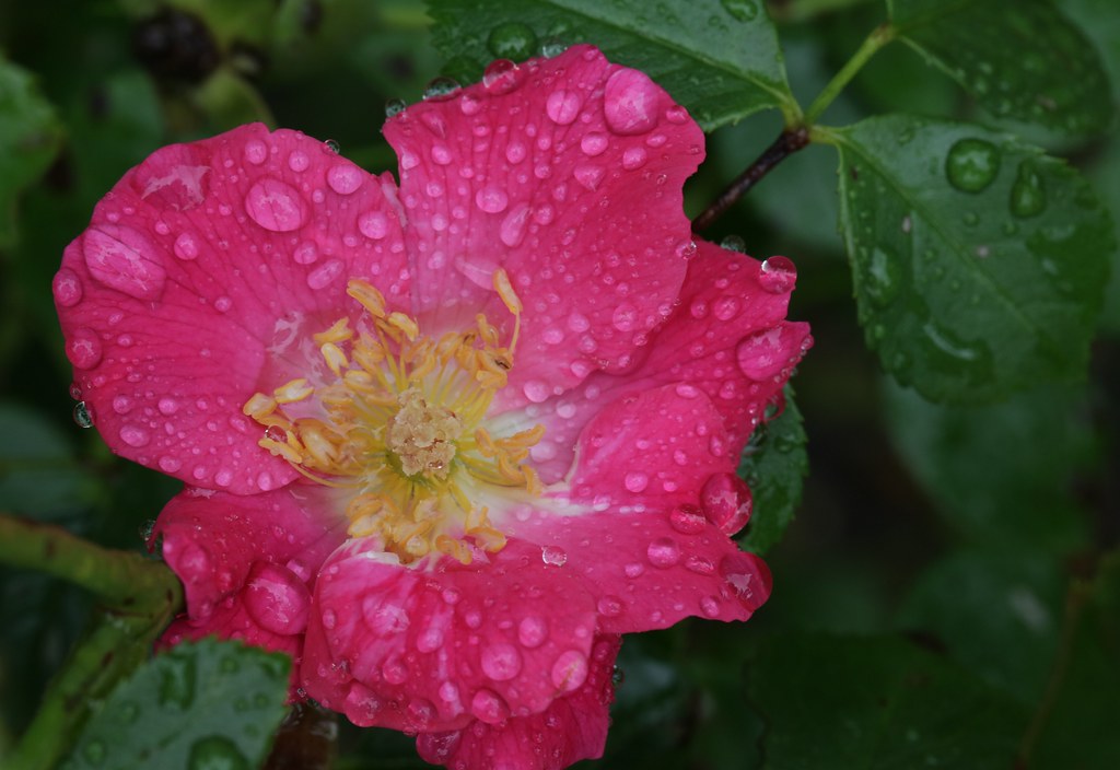 The Wet Rose Red roses look best under cloudy skies. Plant… Flickr