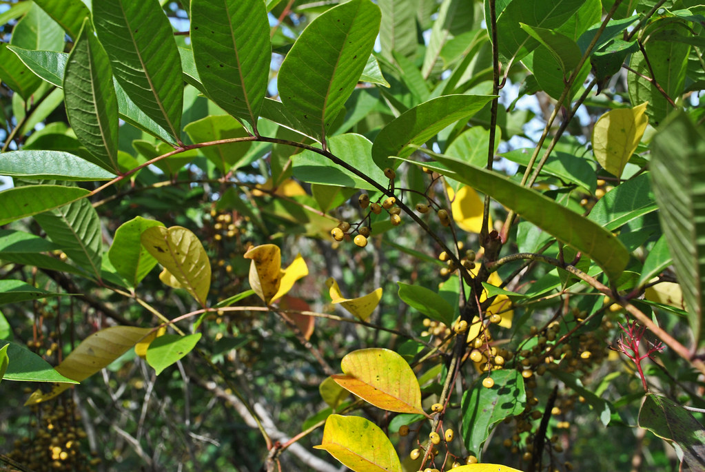 Poison Sumac (Toxicodendron vernix) Muir Park State Natura… Flickr