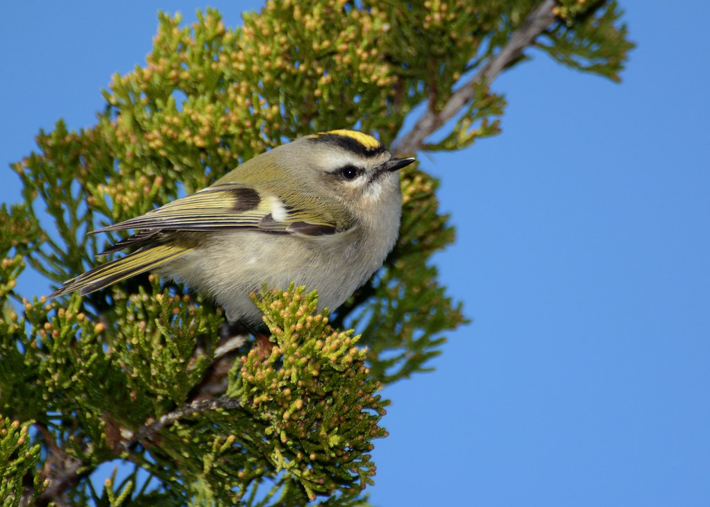 Elevation of Violet St, Massapequa Park, NY, USA Topographic Map