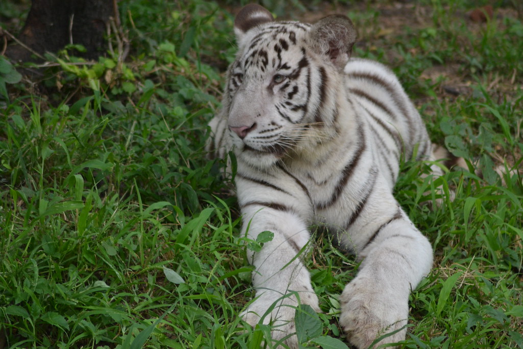 Alenkrita 14Sept 024 ABRAHAM EAPEN Flickr