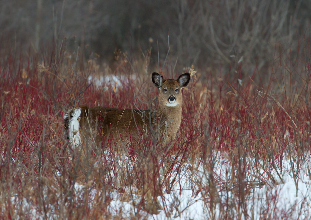 Fluffy Whitetailed deer, Ottawa, Ontario The whitetail… Flickr