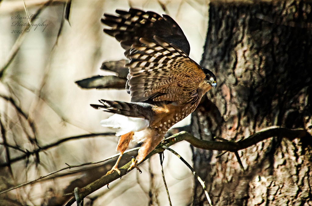 First Bird Click of 2015 Last year, I photographed a Sharp… Flickr